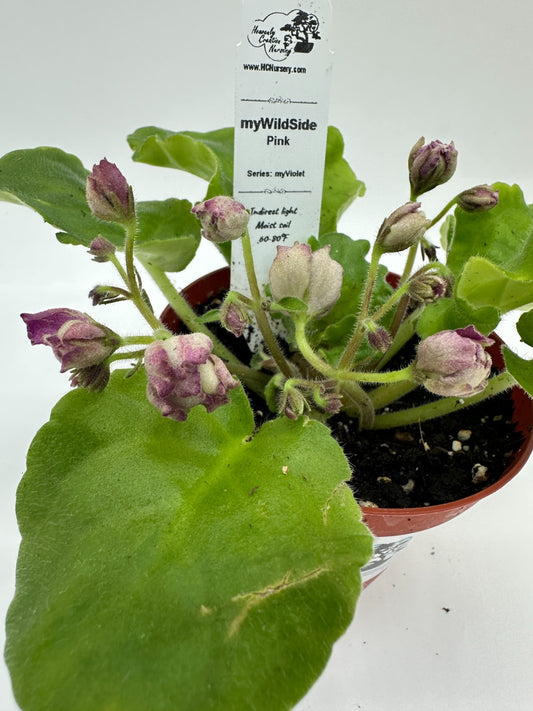myWildSide - Pink - Live African Violet 4" - Series: myViolet