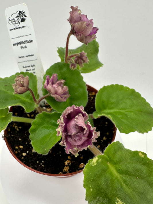 myWildSide - Pink - Live African Violet 4" - Series: myViolet