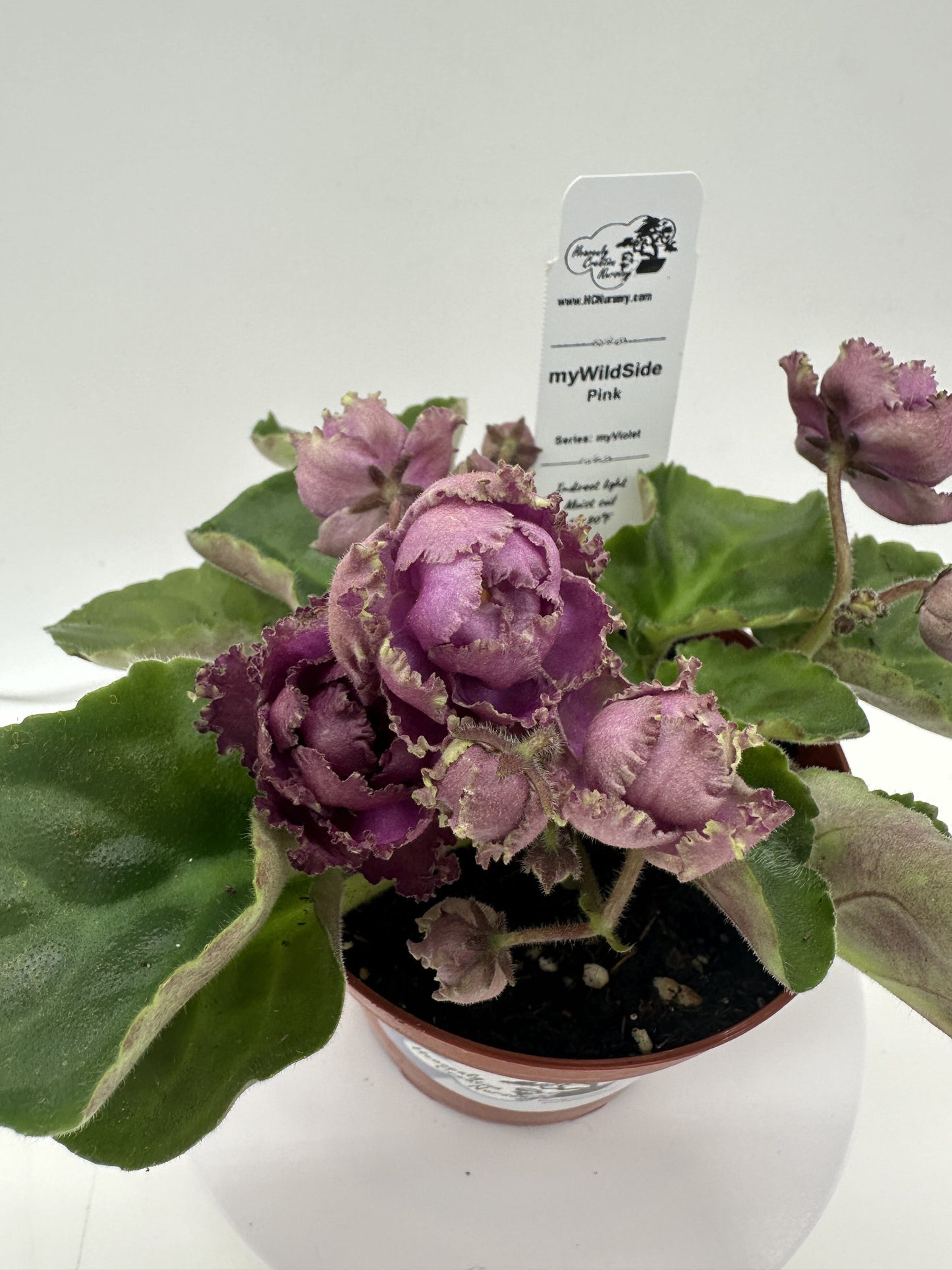 myWildSide - Pink - Live African Violet 4" - Series: myViolet