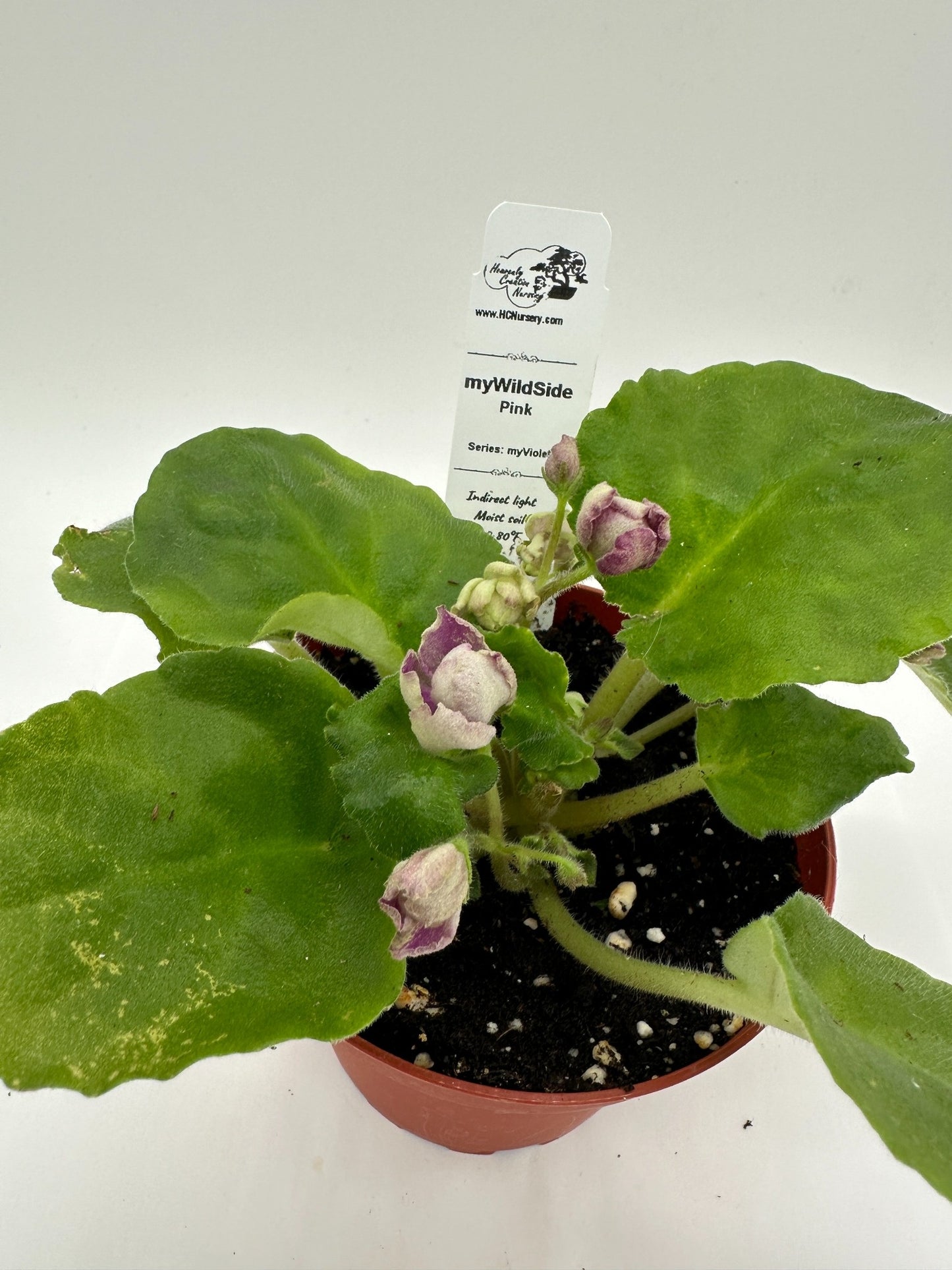 myWildSide - Pink - Live African Violet 4" - Series: myViolet
