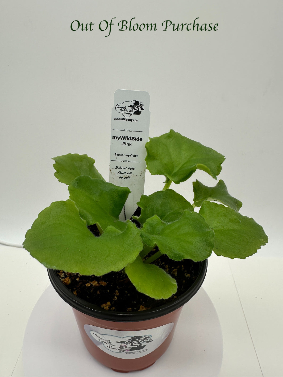 myWildSide - Pink Hybrid - Live African Violet 4" - Series: myViolet
