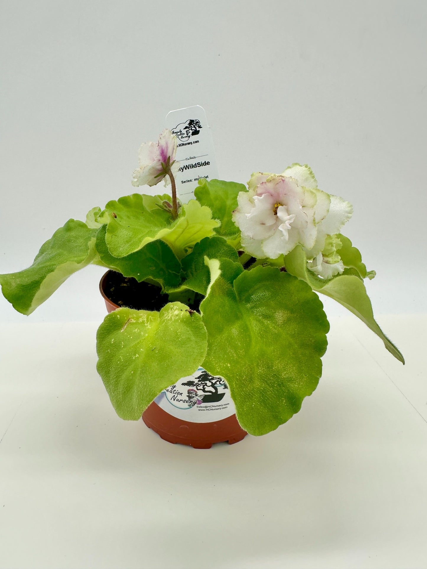myWildSide - Live African Violet 4" - Series: myViolet