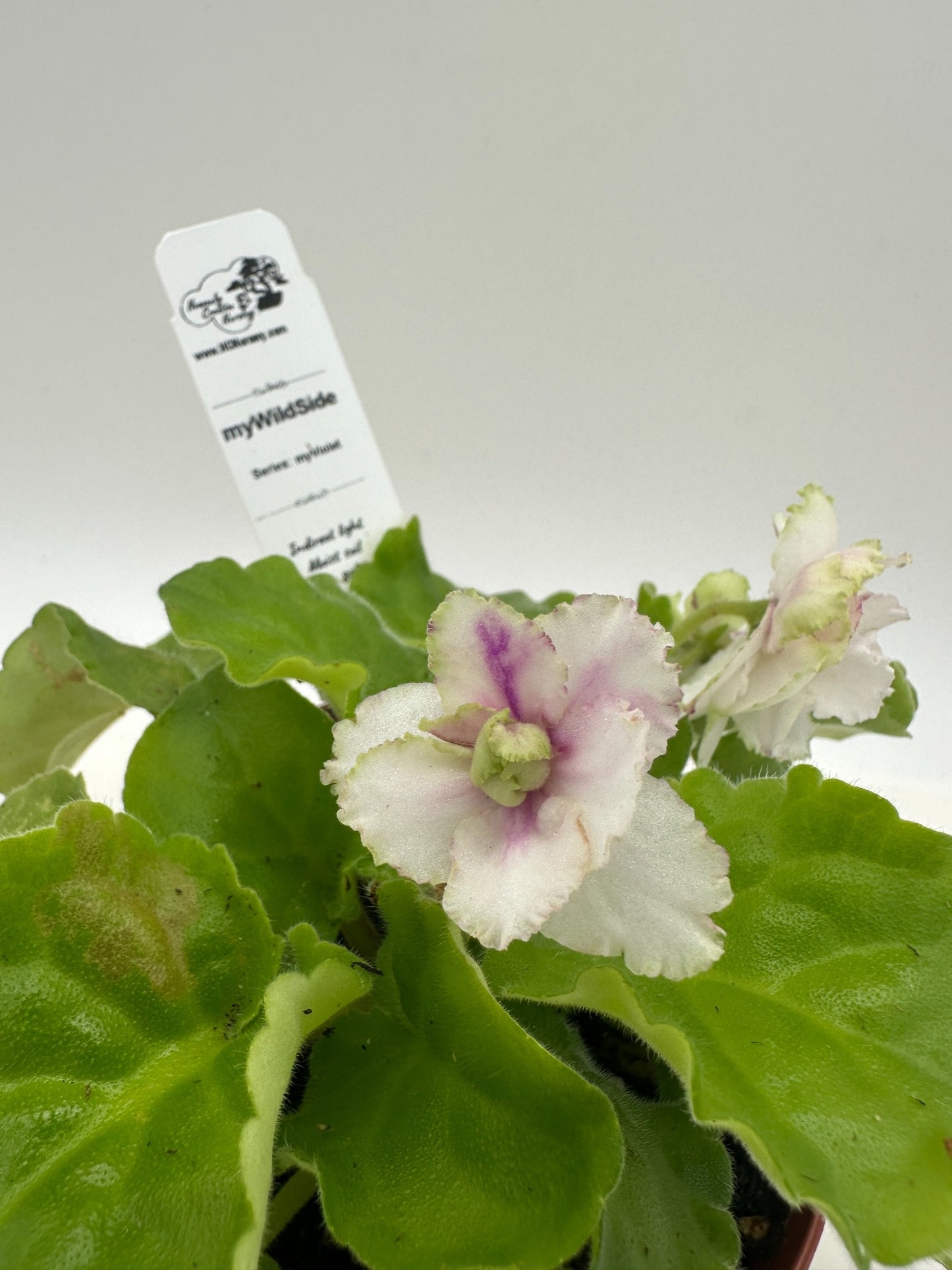 myWildSide - Live African Violet 4" - Series: myViolet