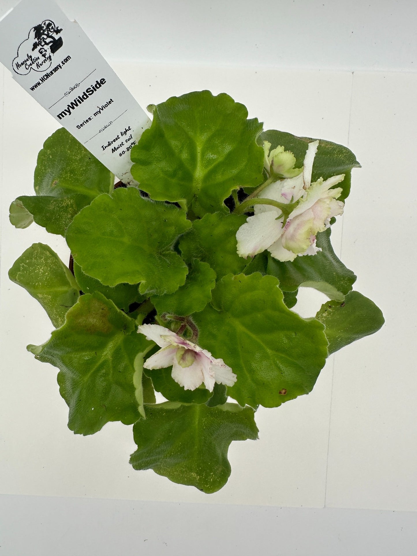 myWildSide - Live African Violet 4" - Series: myViolet