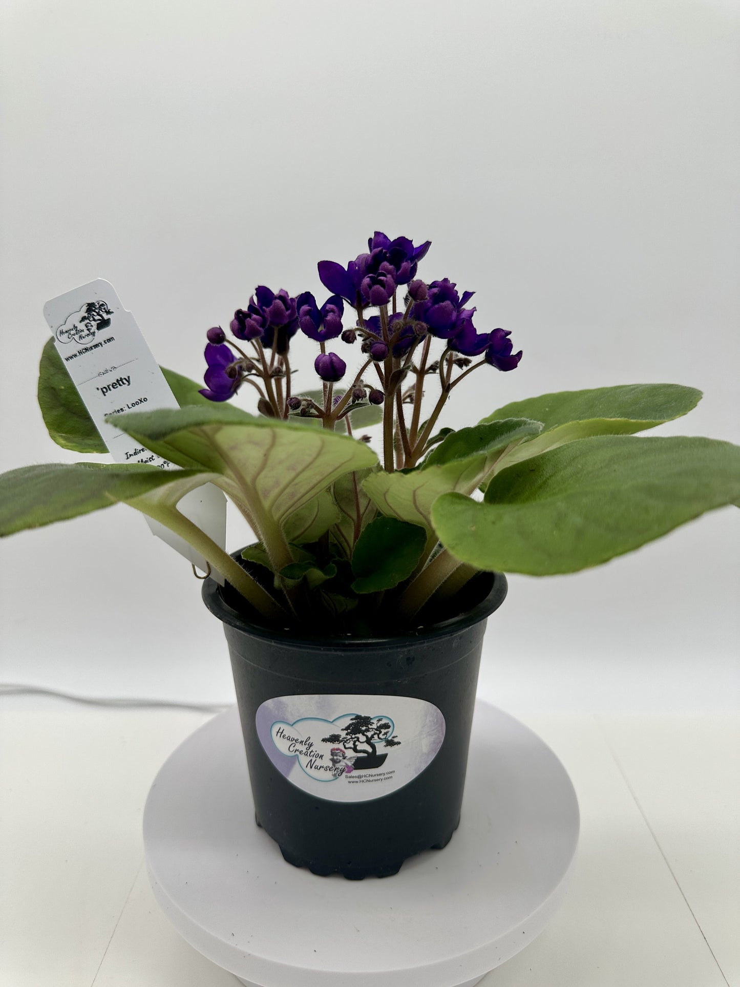 pretty - Live African Violet 4" - Series: LooXo