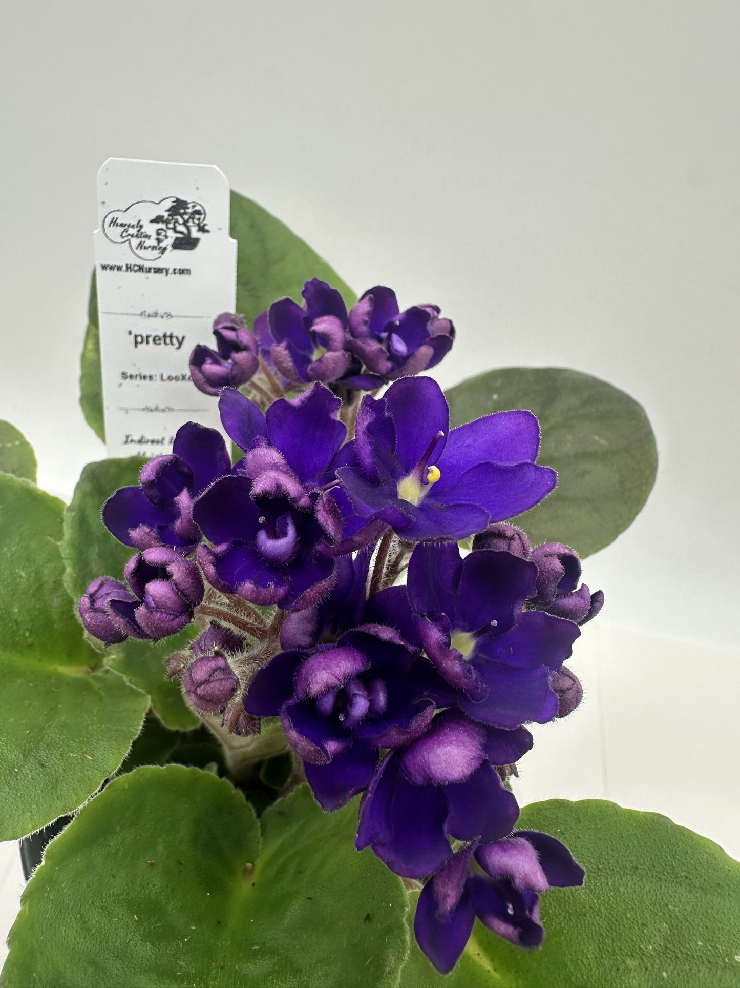 pretty - Live African Violet 4" - Series: LooXo