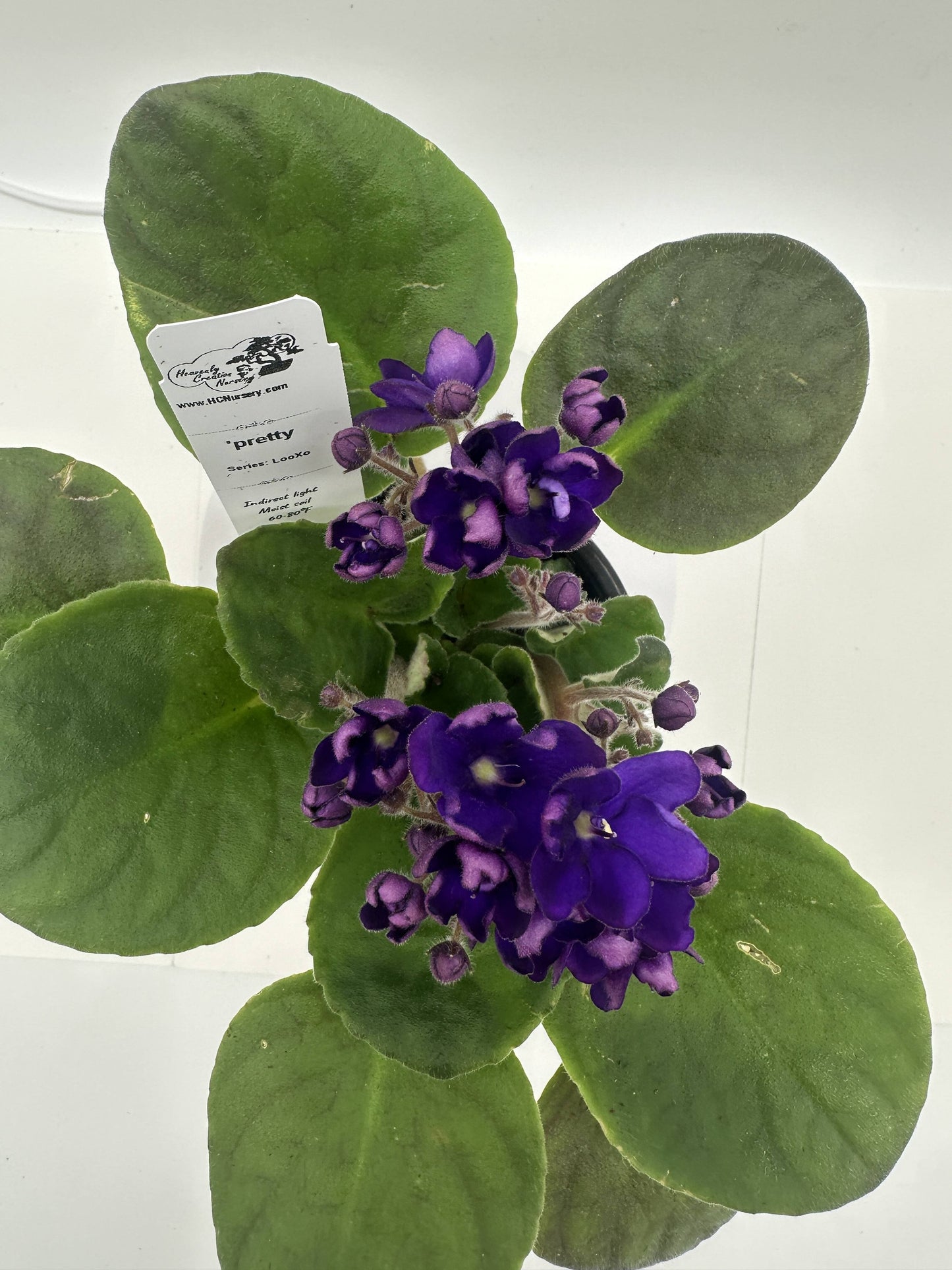 pretty - Live African Violet 4" - Series: LooXo