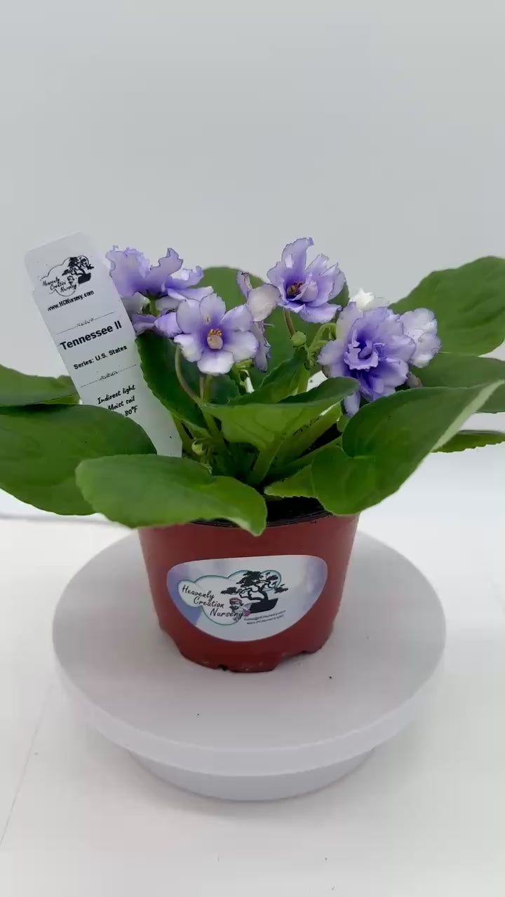 Tennessee II - Live African Violet 4