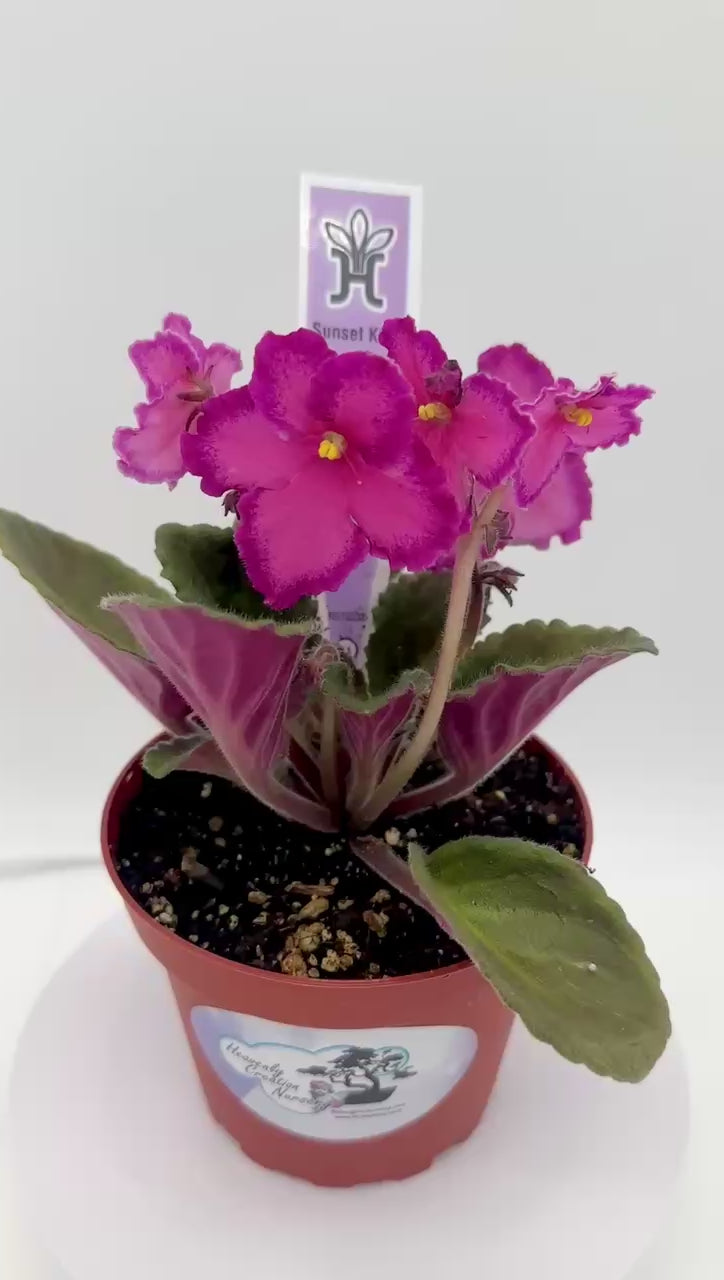 Sunset Kiss - Live African Violet 4