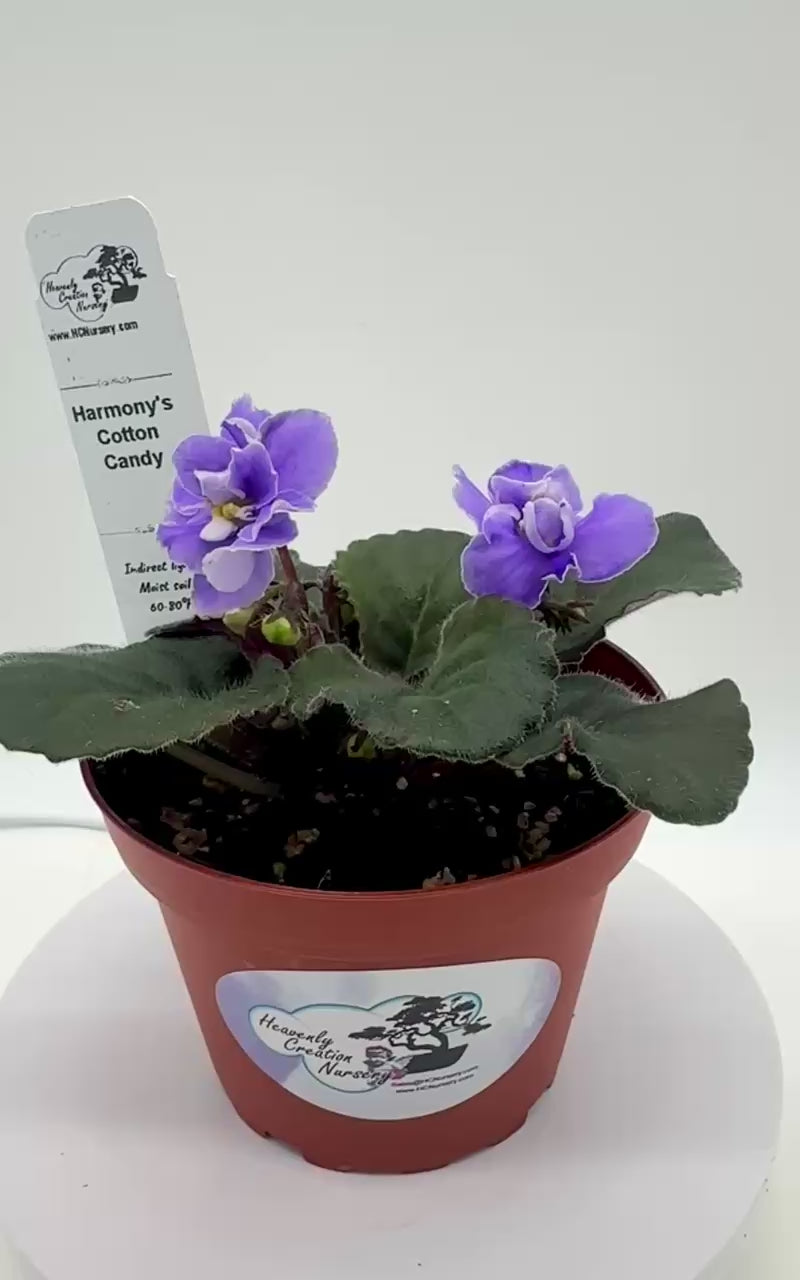 アメリカンフラワー淡パープル Harmony's Cotton Candy - Live African Violet 4
