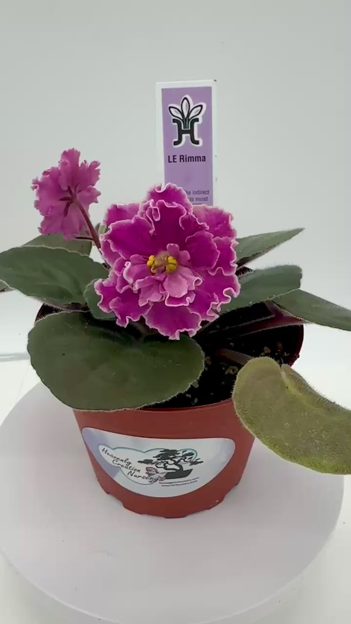 LE Rimma - Live African Violet 4