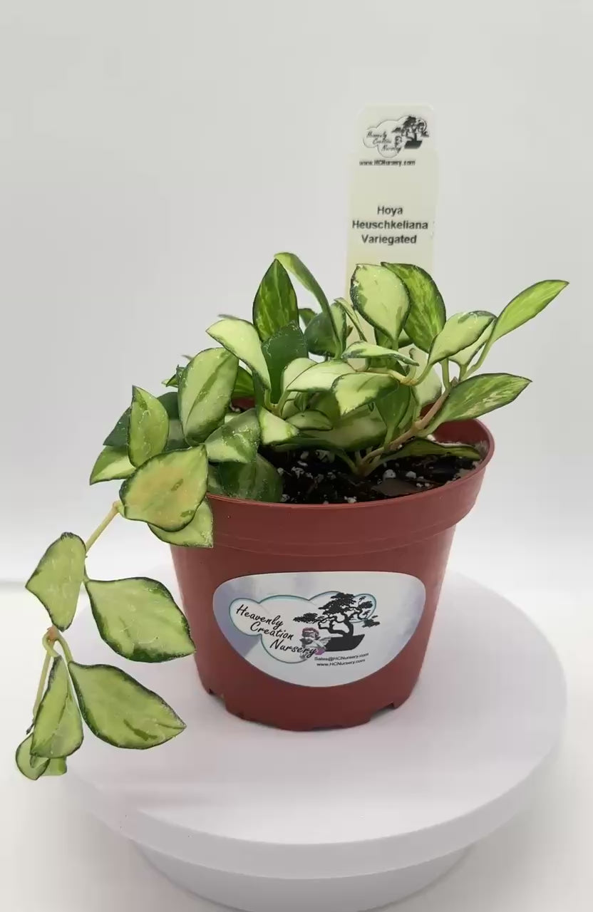 紫陽花mamaさん専用 MATIERE PREMIERE Heavenly Creation Nursery - African Violet, Asian Violet, Hoya