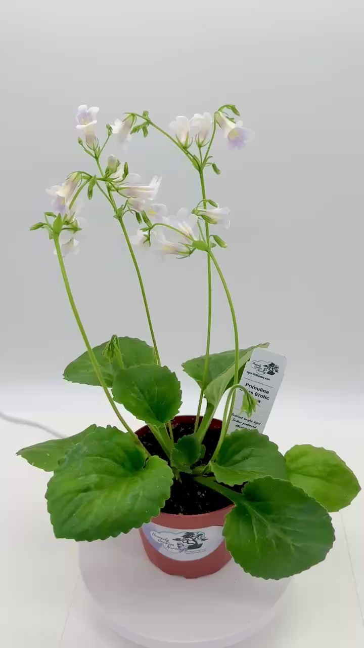 Dale's Erotic Aroma Asian Violet (Primulina) - Live Plant 4