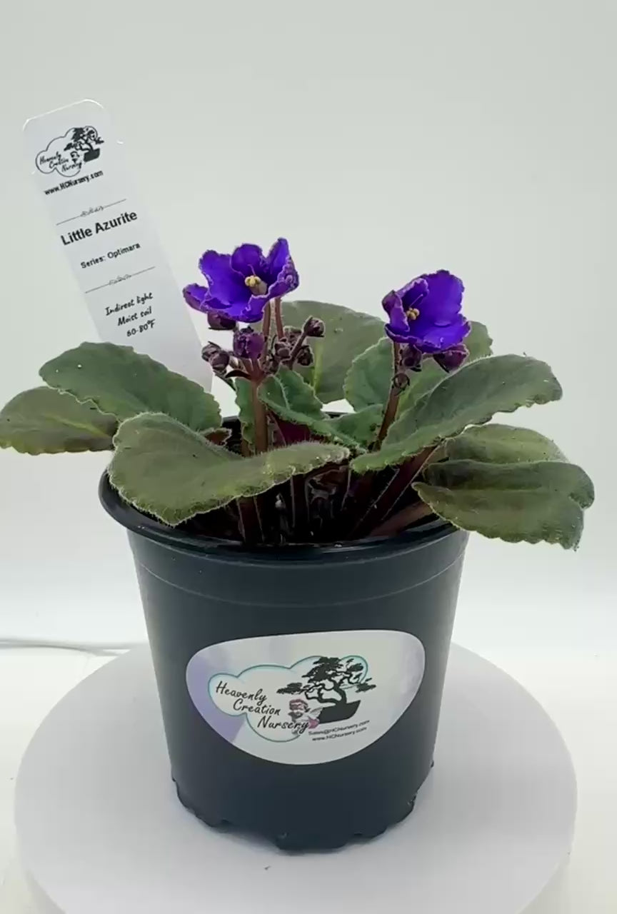 Little Azurite - Live African Violet 4