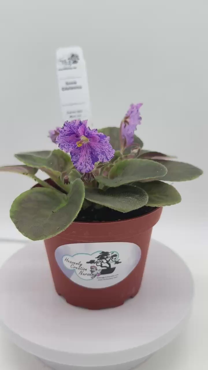 Snow Edelweiss - Live African Violet 4