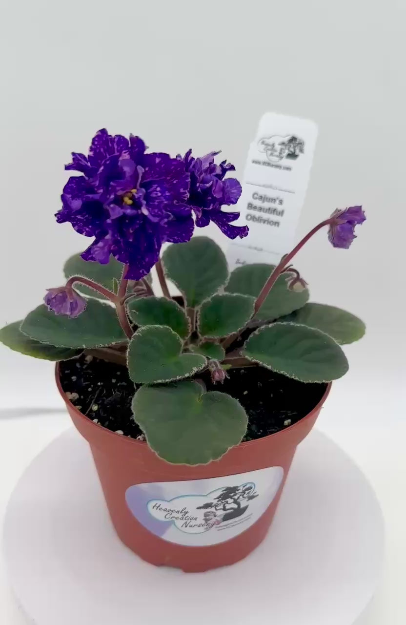 Cajun's Beautiful Oblivion African Violet | HCN – Heavenly