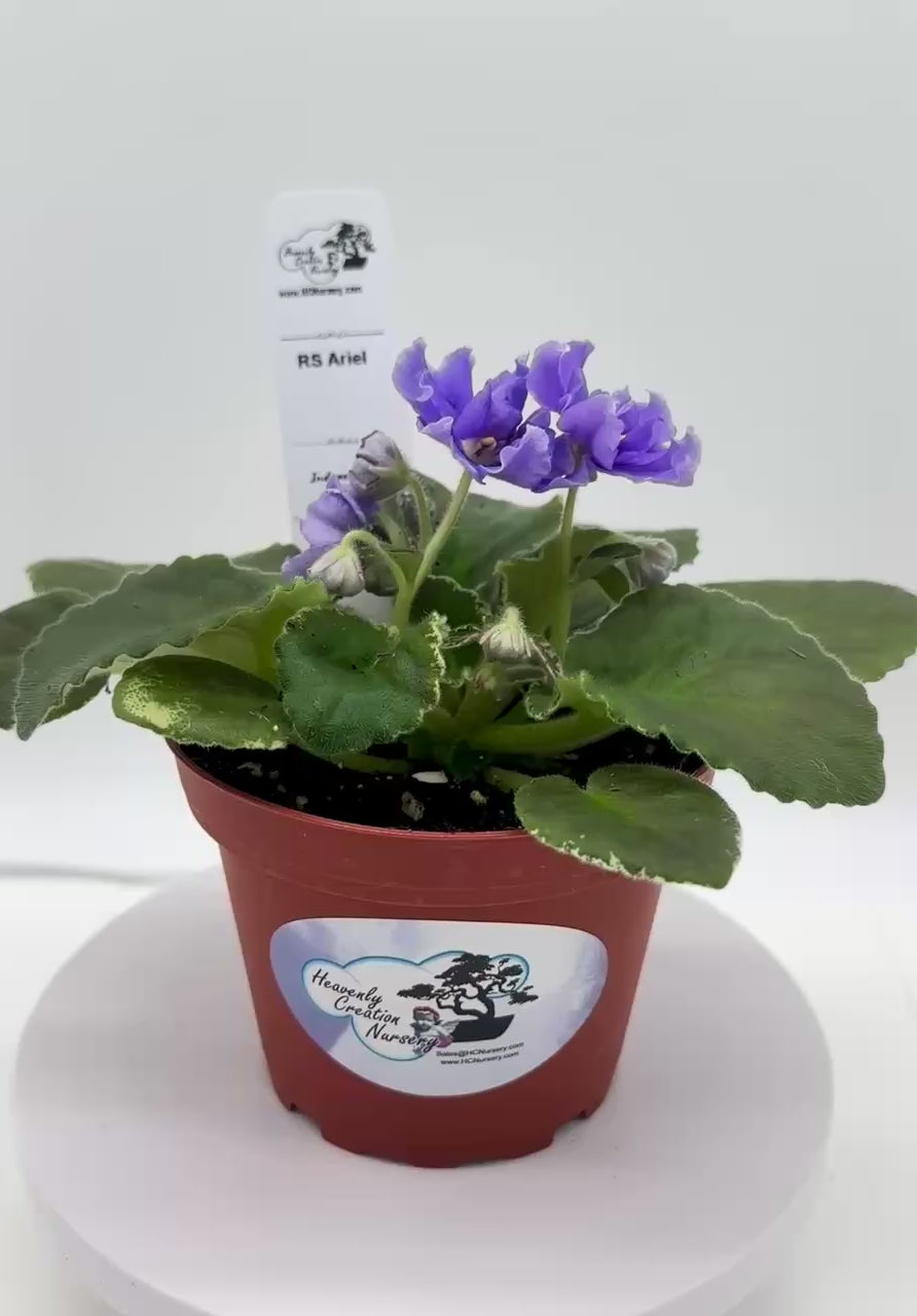 RS Ariel - Live African Violet 4