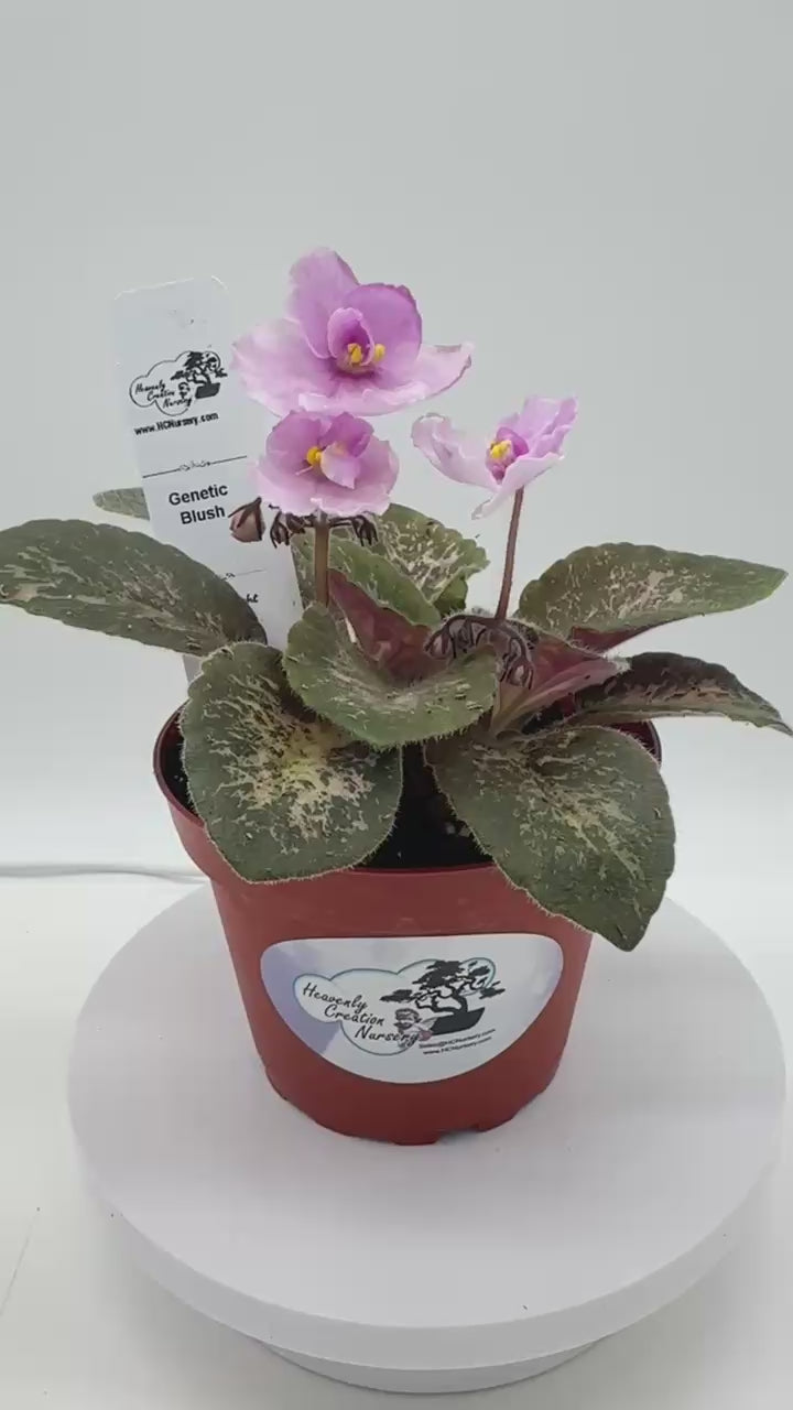 Genetic Blush - Live African Violet 4