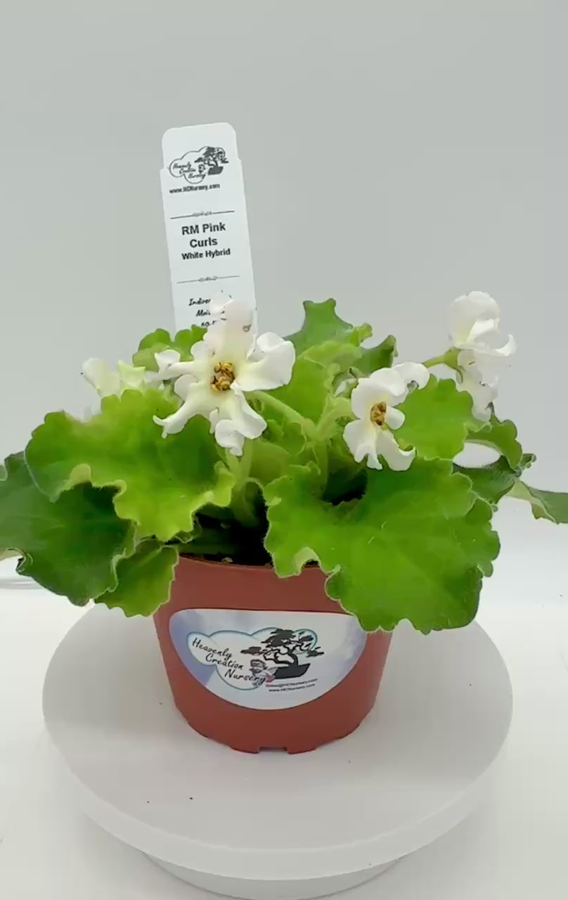 RM Pink Curls - White Hybrid - Live African Violet 4