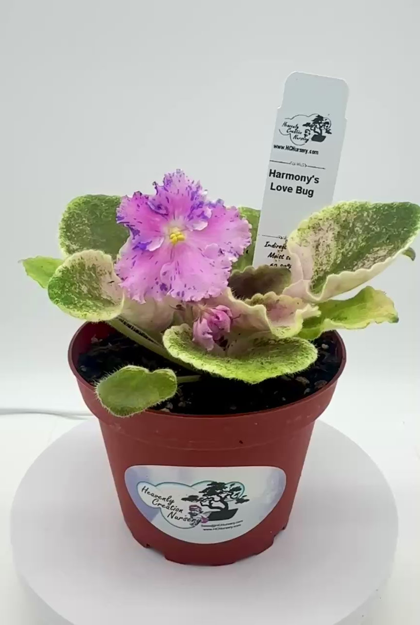 Harmony's Love Bug - Live African Violet 4