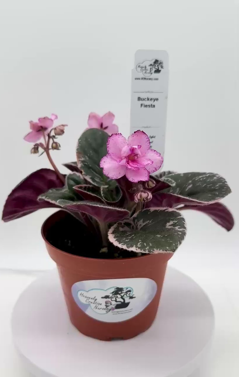 【超激レア】Fleurette Edwards - Too Much Pride Buckeye Fiesta - Variegated - Live African Violet 4