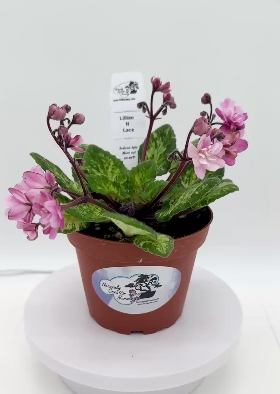 Lillian N Lace - Live African Violet 4