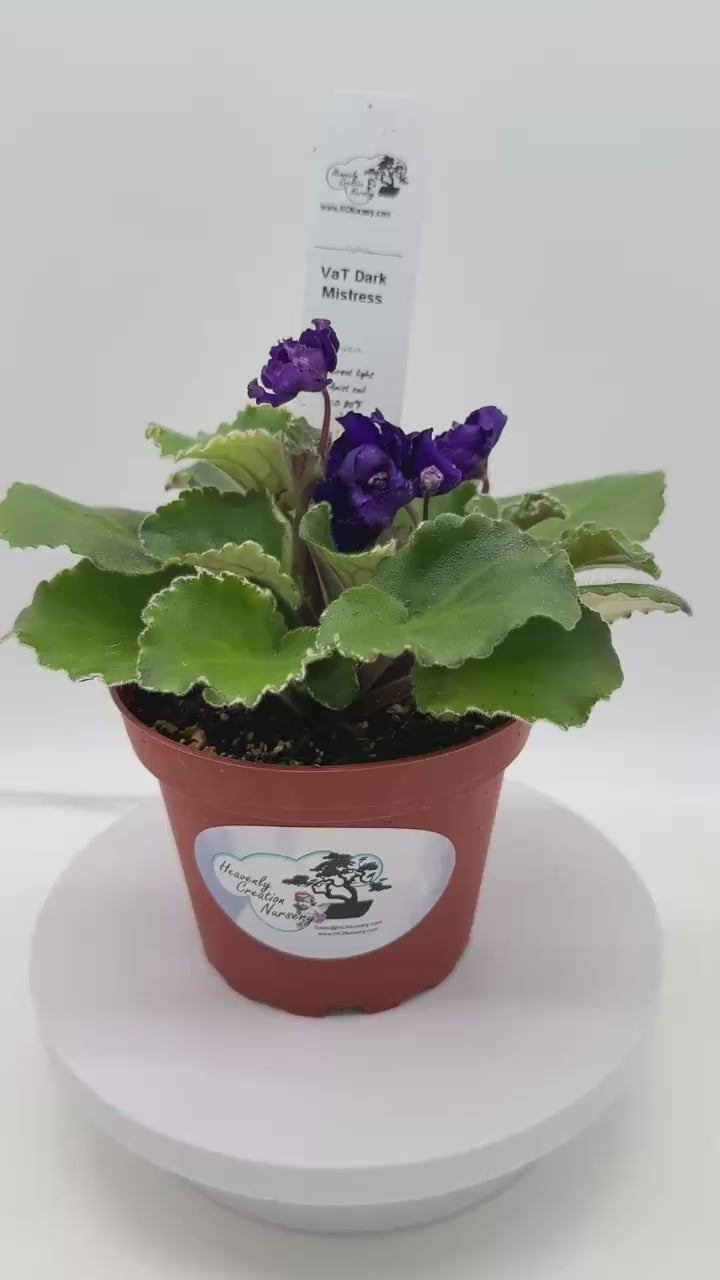VaT Dark Mistress - Live African Violet 4