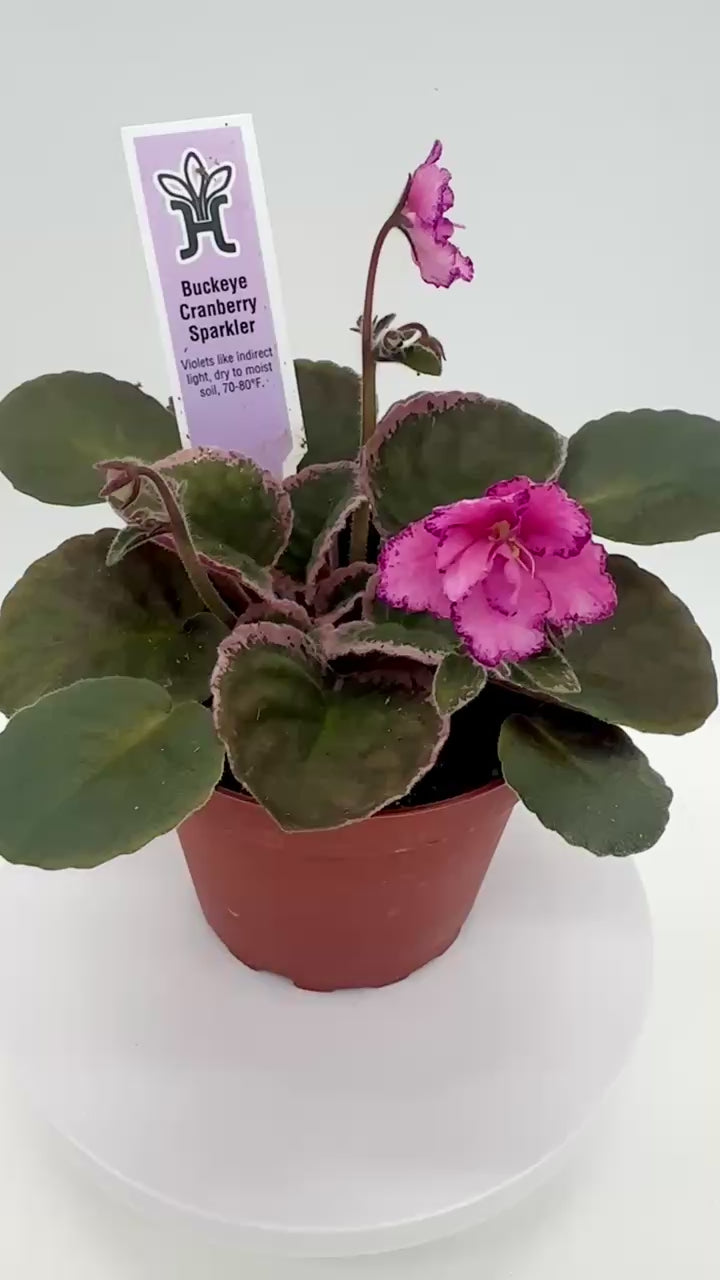 Buckeye Cranberry Sparkler - Live African Violet 4