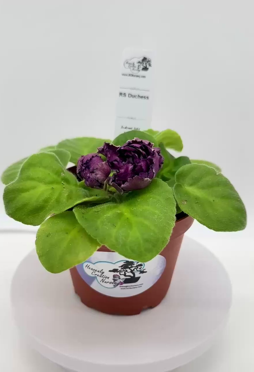 RS Duchess - Live African Violet 4