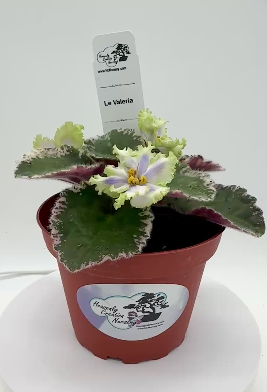 VALIEM バリエム Willing plant別注 ウィリプラ L LE Valeria - Live African Violet 4