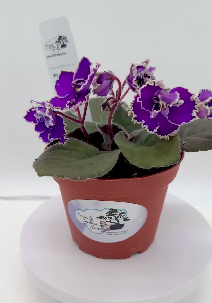 Wrangler's Spanish Cavalier - Live African Violet 4