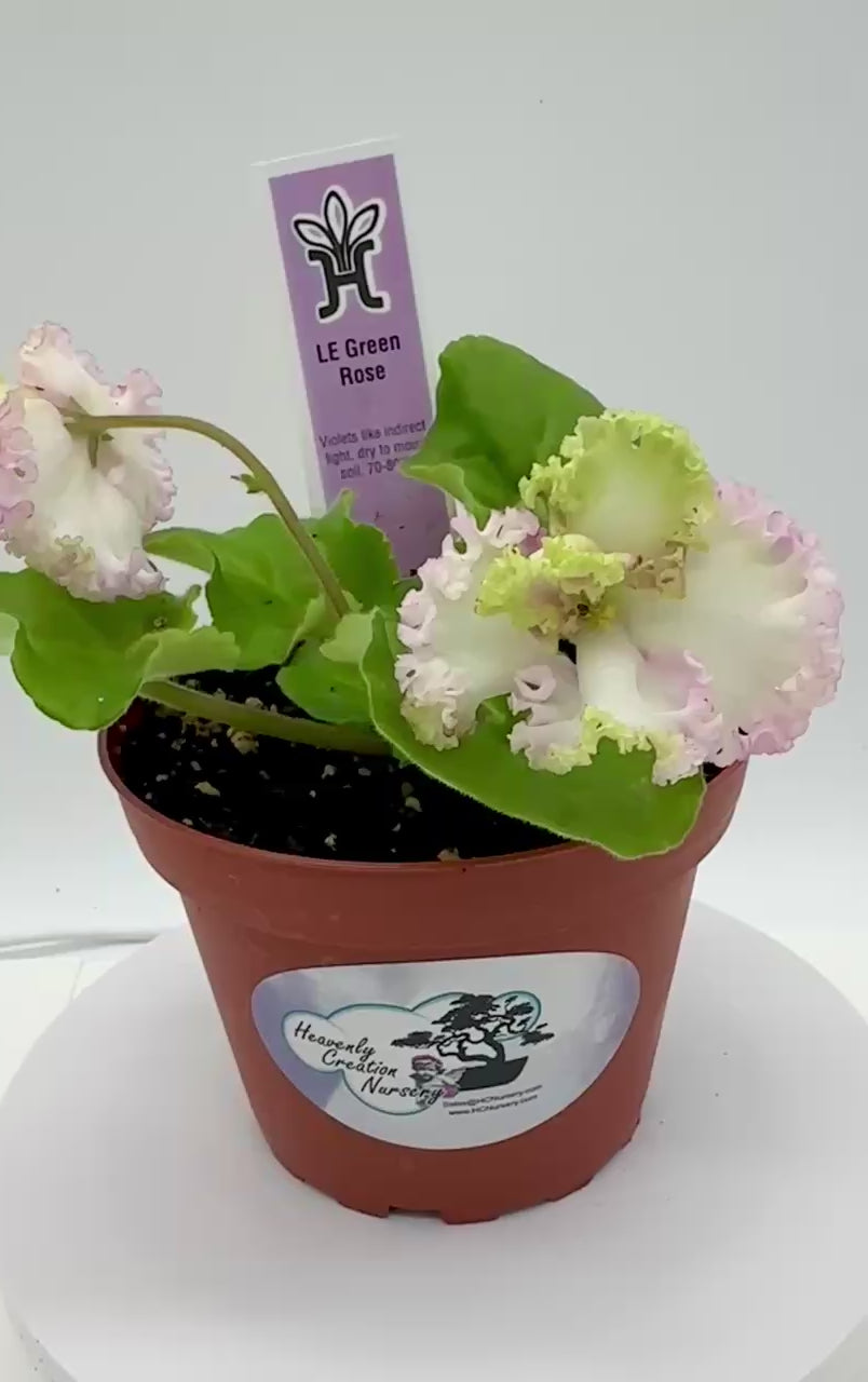 ラブカ　Printemps LLE LE Green Rose - Live African Violet 4