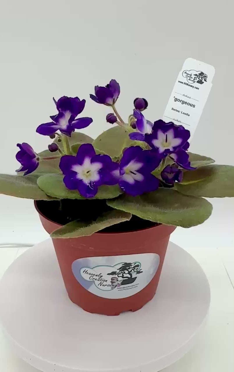 gorgeous - Live African Violet 4