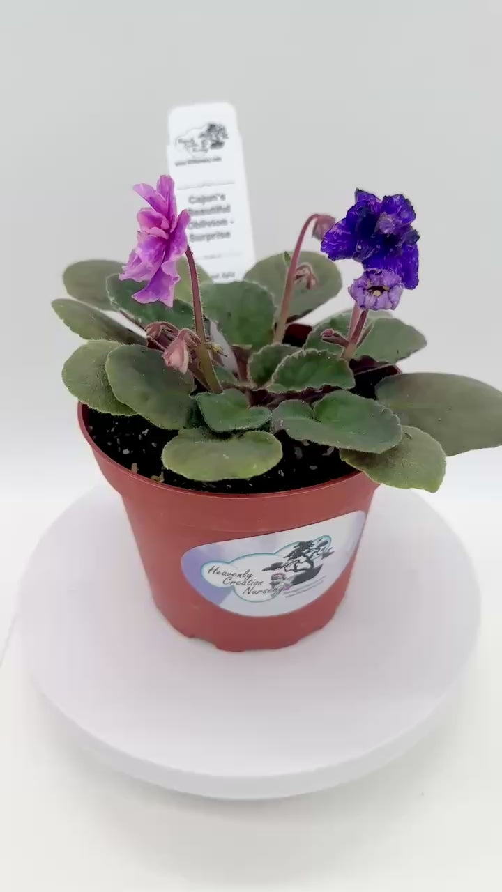 Cajun's Beautiful Oblivion Surprise African Violet | HCN