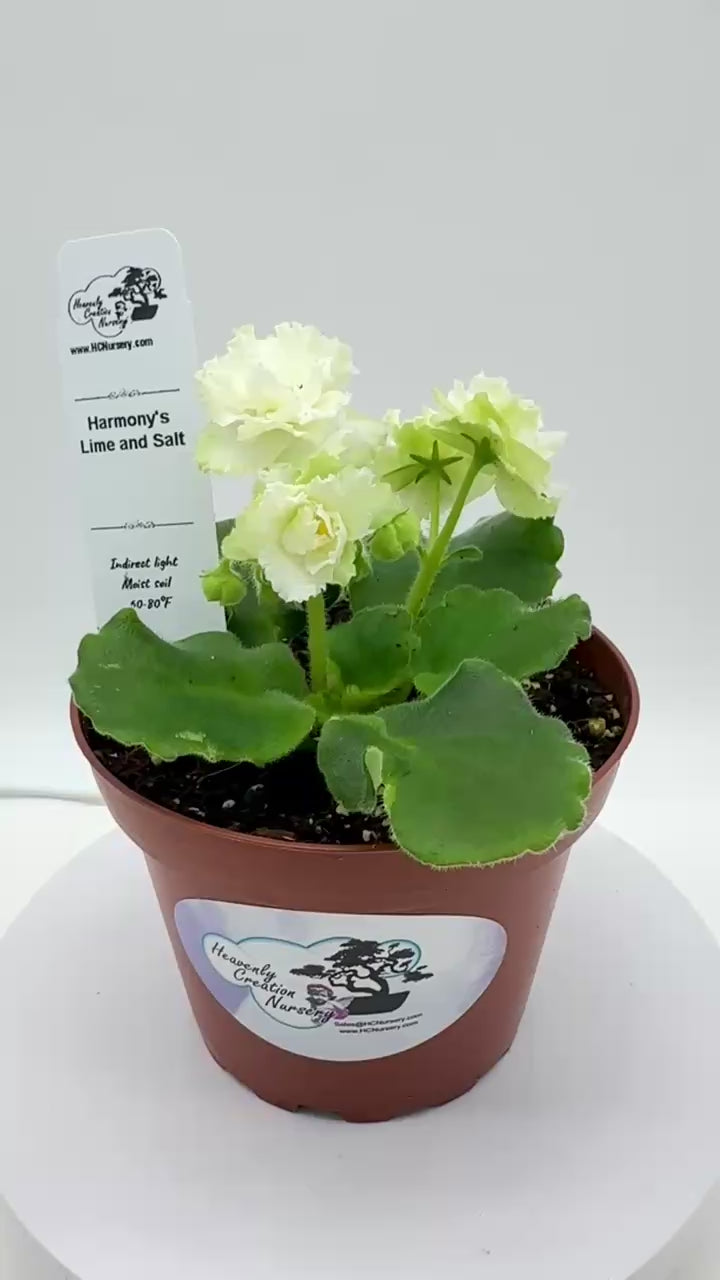 Harmony's Lime And Salt - Live African Violet 4