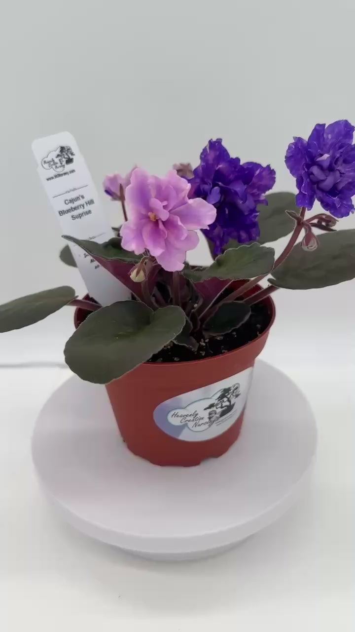 MAMAさん専用パープル、ディープルージュ、ブルー 3D 0.07 MIX2×3 Cajun's Blueberry Hill - Surprise - Live African Violet 4