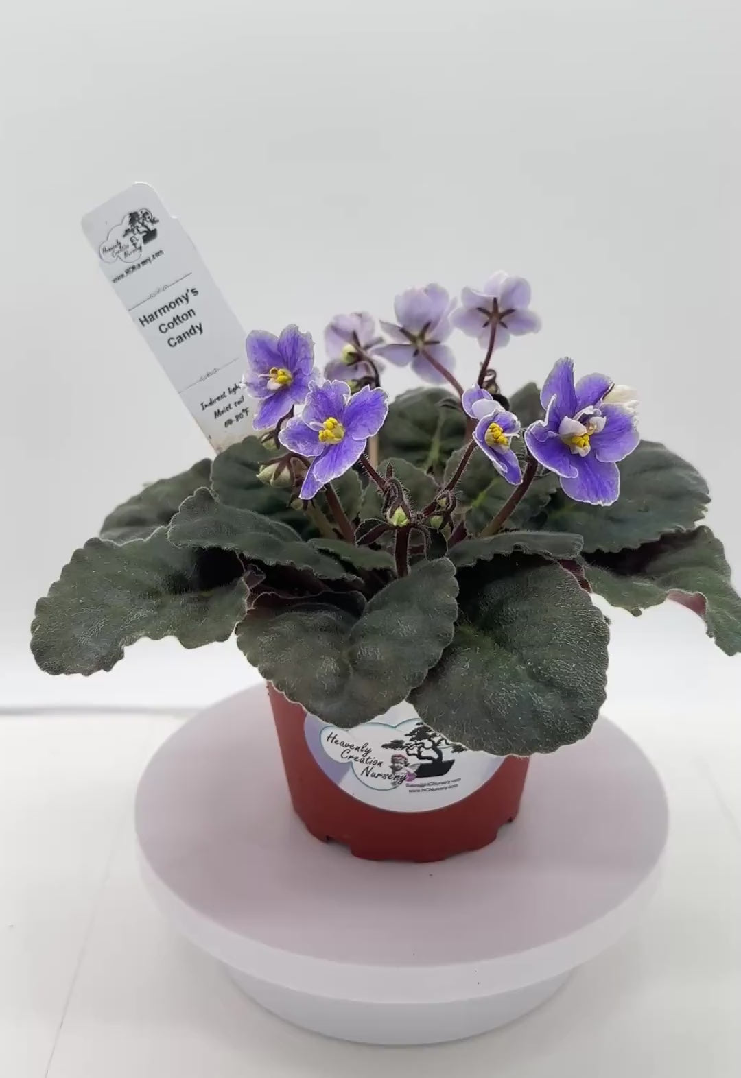 Harmony's Cotton Candy - Live African Violet 4