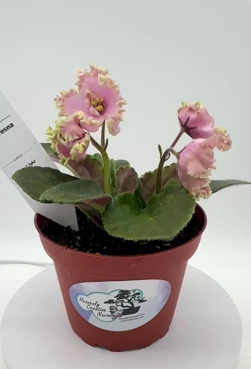 RM Vesna - Live African Violet 4