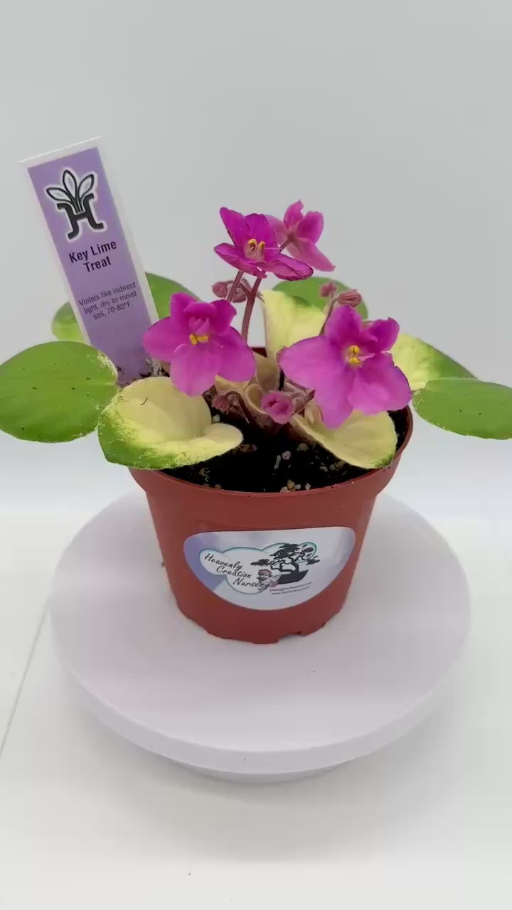 Key Lime Treat - Live African Violet 4