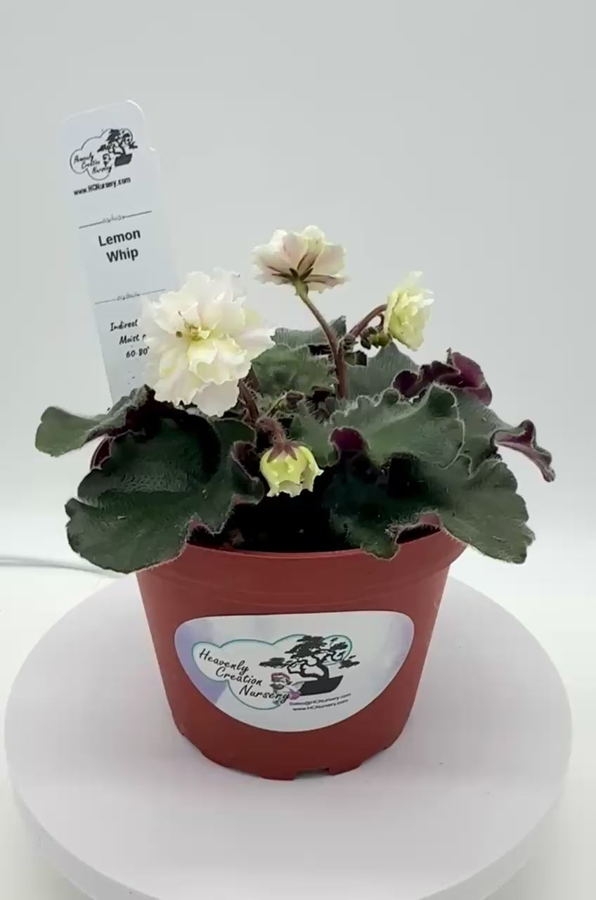 Lemon Whip - Live African Violet 4