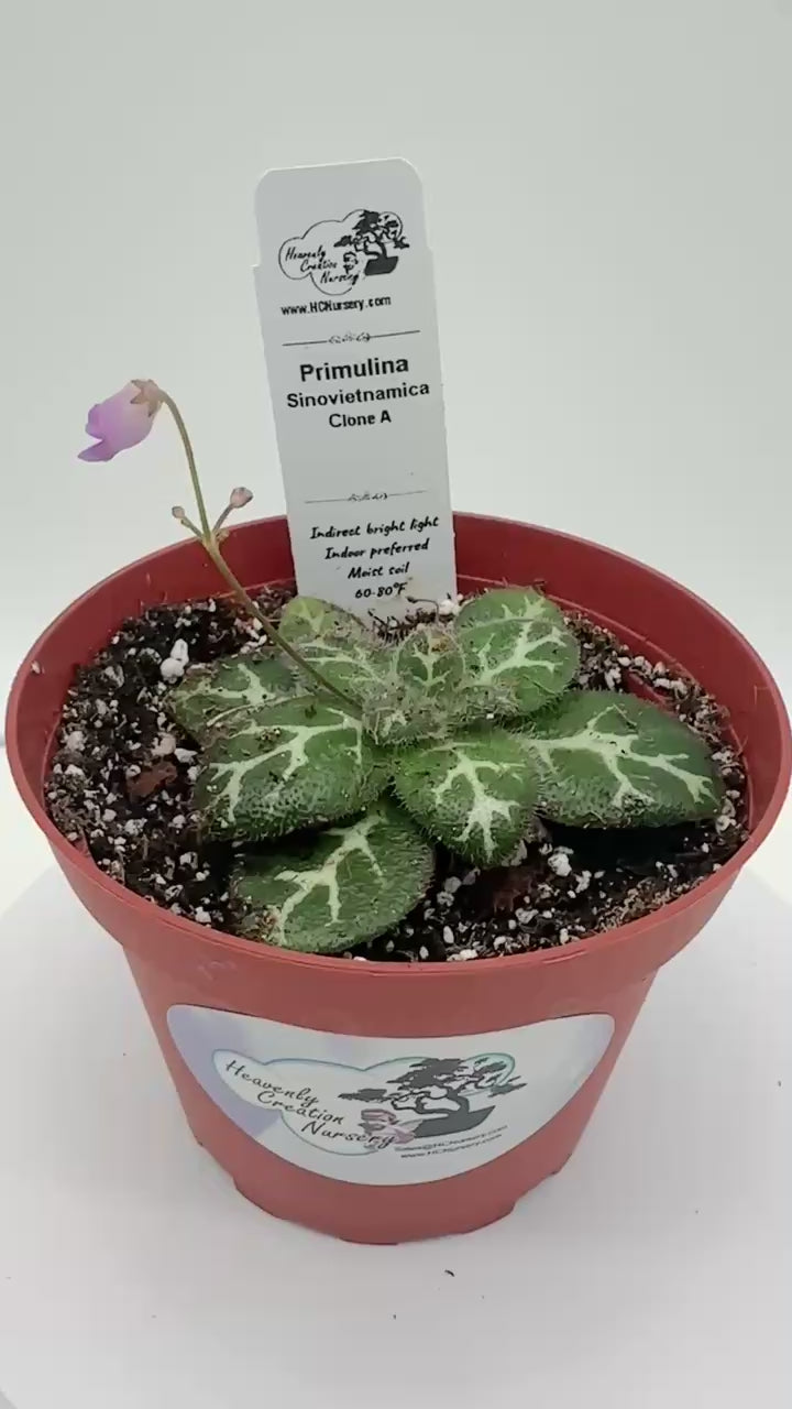 Primulina Sinovietnamica (Clone A) - Live Plant 4