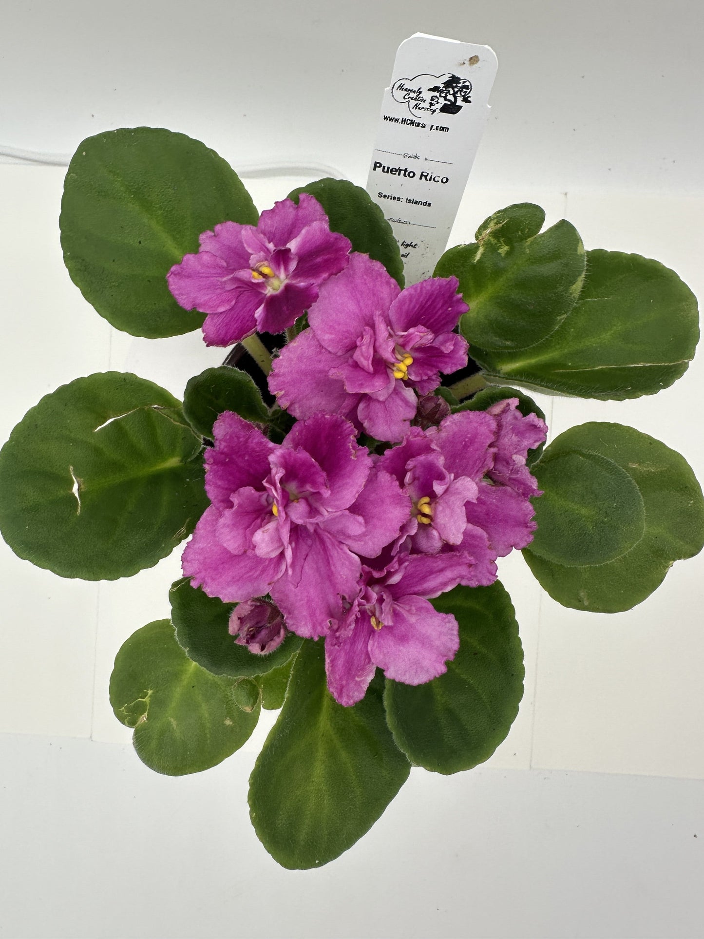 Puerto Rico - Live African Violet 4" - Series: U.S. States