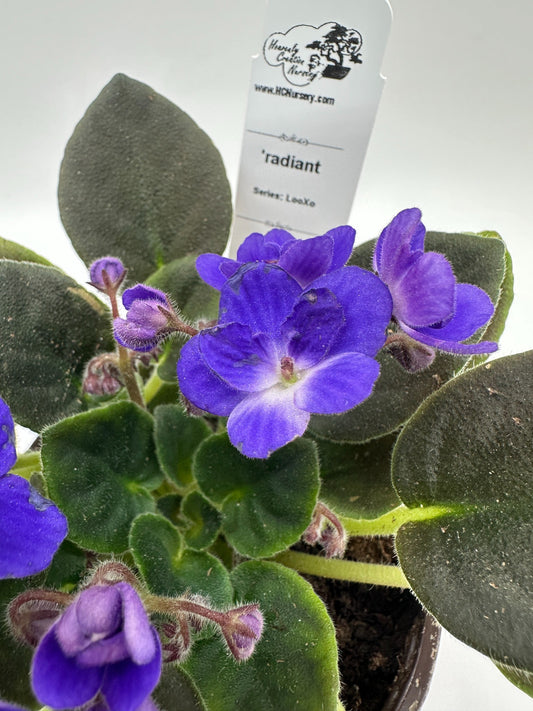 radiant - Live African Violet 4" - Series: LooXo