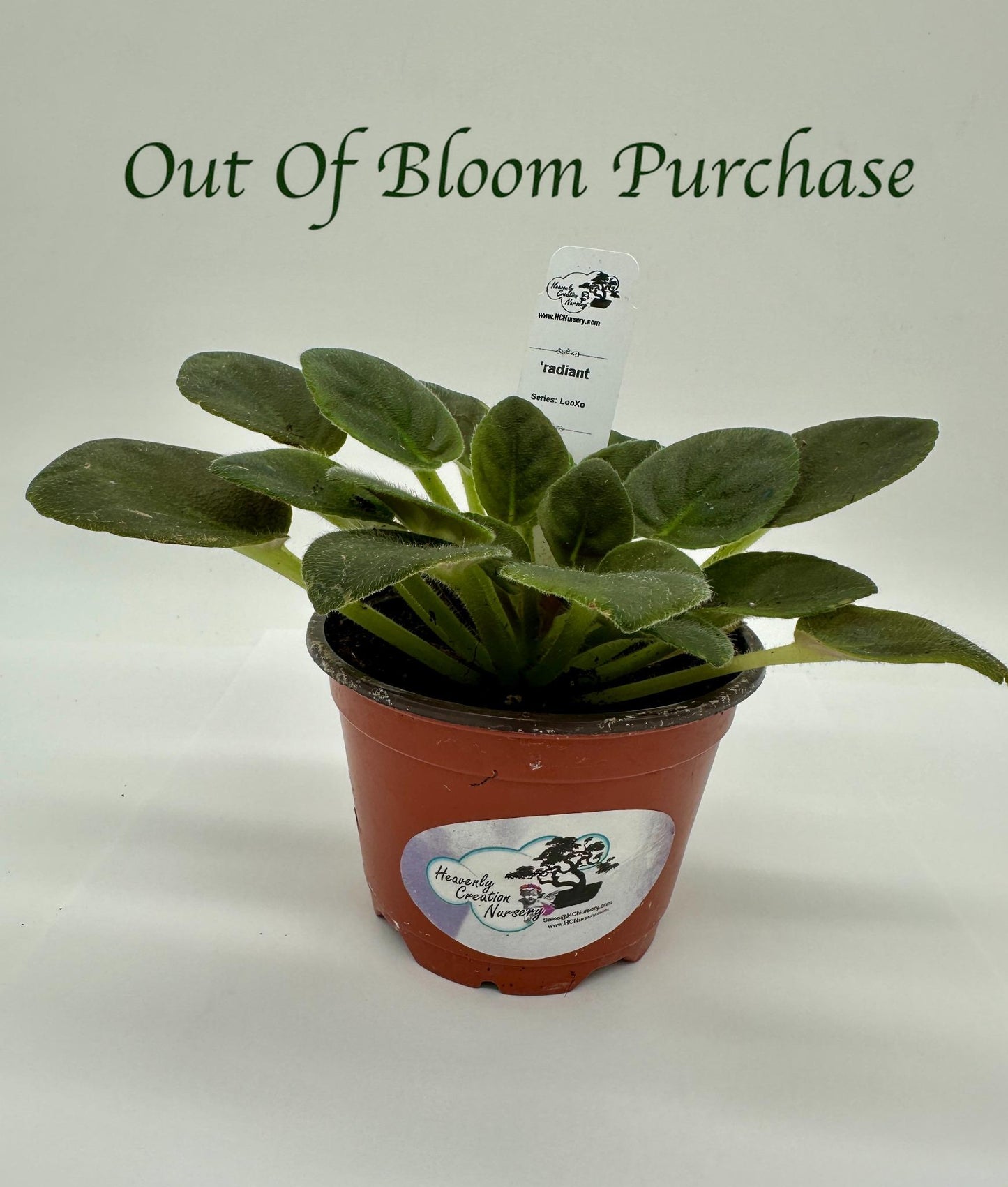 radiant - Live African Violet 4" - Series: LooXo