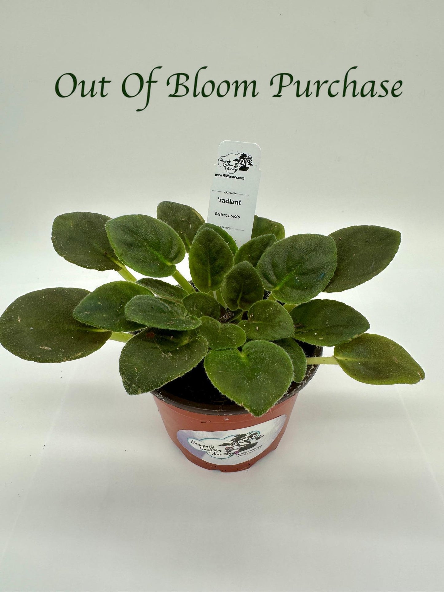 radiant - Live African Violet 4" - Series: LooXo