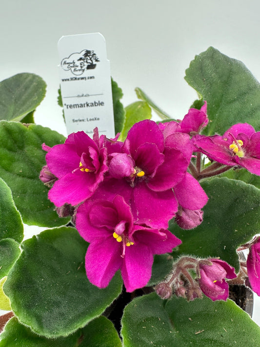 remarkable - Live African Violet 4" - Series: LooXo