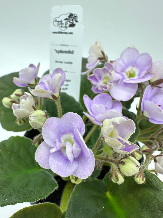 splendid - Live African Violet 4" - Series: LooXo